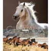 EQUIBOOKS A la rencontre des chevaux du monde - Glénat< Librairie Equibooks