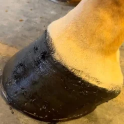 NELLUMBO Baume soin des sabots -< Corne Molle Sabot Cheval|Graisse À Pied Cheval