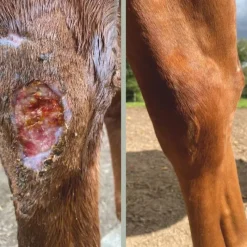NELLUMBO Cataplasme Argile réparateur cheval -< Désinfectant Et Cicatrisant Cheval|Produits Gale De Boue Et Crevasses Cheval