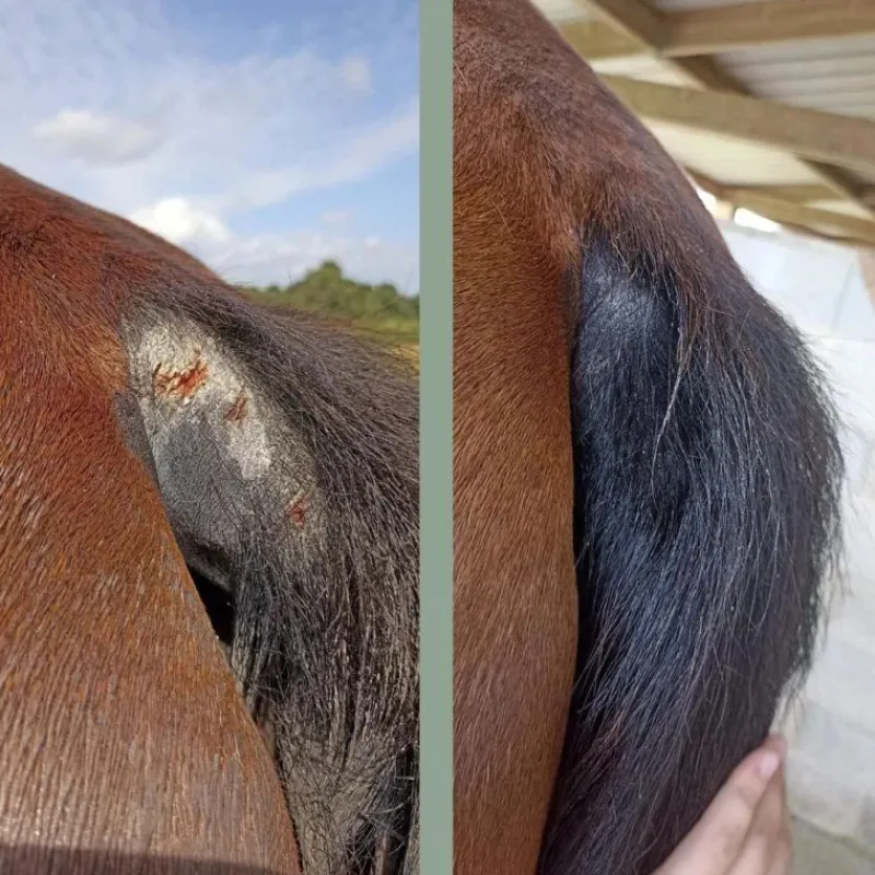 NELLUMBO Cataplasme Argile réparateur cheval -< Désinfectant Et Cicatrisant Cheval|Produits Gale De Boue Et Crevasses Cheval