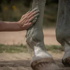 NELLUMBO Cataplasme d'argile cheval Drainage & Détox -< Argile Cheval