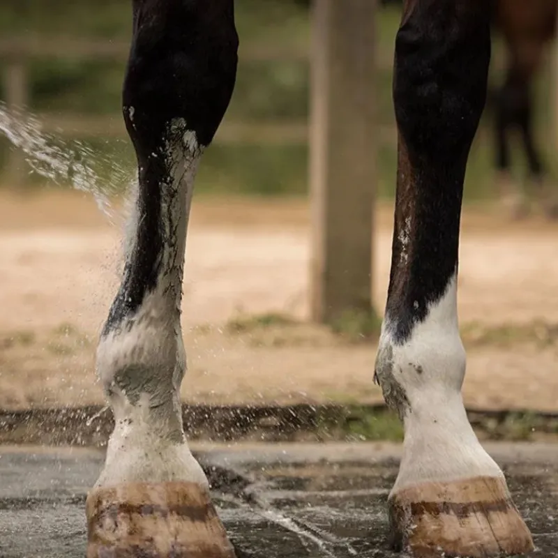NELLUMBO Cataplasme d'argile cheval - Douleurs musculaires et articulaires -< Argile Cheval