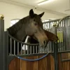 STABLE PRO Chaine de box/porte couverture cheval gainé plastique< Equipement Concours|Matériel D'Écurie