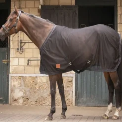 PADDOCK SPORTS Chemise séchante cheval Mesh -< Chemises D'Écurie