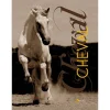 EQUIBOOKS Cheval - Artemis< Librairie Equibooks