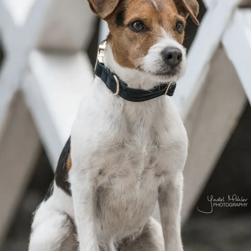 KENTUCKY DOGWEAR Collier chien Corduroy -< Colliers Et Laisses Pour Chien