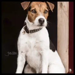 KENTUCKY DOGWEAR Collier chien motif triangle -< Colliers Et Laisses Pour Chien