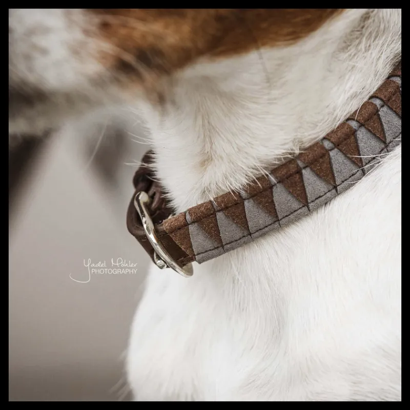 KENTUCKY DOGWEAR Collier chien motif triangle -< Colliers Et Laisses Pour Chien