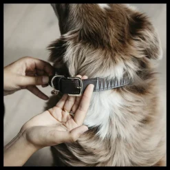 KENTUCKY DOGWEAR Collier chien motif triangle -< Colliers Et Laisses Pour Chien