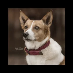 KENTUCKY HORSEWEAR Collier chien nylon tressé - Kentucky< Colliers Et Laisses Pour Chien