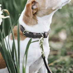 KENTUCKY DOGWEAR Collier chien Velvet Leather -< Colliers Et Laisses Pour Chien