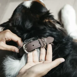 KENTUCKY DOGWEAR Collier chien Velvet Leather -< Colliers Et Laisses Pour Chien