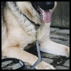 KENTUCKY DOGWEAR Collier pour chien Loop -< Colliers Et Laisses Pour Chien