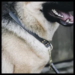 KENTUCKY DOGWEAR Collier pour chien Loop -< Colliers Et Laisses Pour Chien