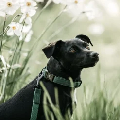 KENTUCKY DOGWEAR Collier pour chien Lézard - Kentucky< Colliers Et Laisses Pour Chien