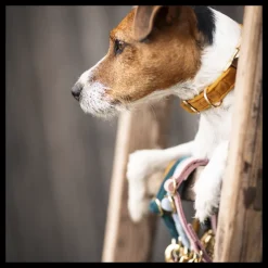 KENTUCKY DOGWEAR Collier pour chien Velvet -< Colliers Et Laisses Pour Chien