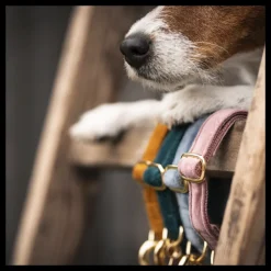 KENTUCKY DOGWEAR Collier pour chien Velvet -< Colliers Et Laisses Pour Chien