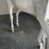 IDS Dalle Clip Super en caouthouc pour douche écurie cheval -< Tapis De Sols Box Et Écurie