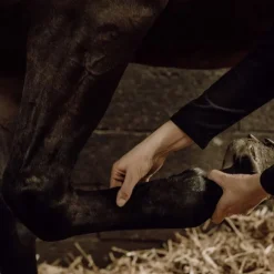 NELLUMBO Gel de massage rafraîchissant cheval -< Baume Et Gel Refroidissant Cheval