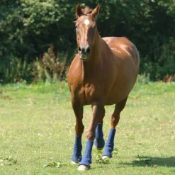 EQUILIBRIUM Guêtres de paddock cheval Hardy Chaps -< Protections De Repos