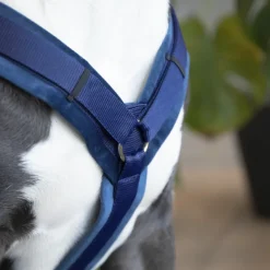 KENTUCKY DOGWEAR Harnais pour chien actif Velvet -< Colliers Et Laisses Pour Chien