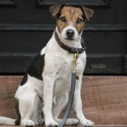 KENTUCKY DOGWEAR Laisse chien Loop - Kentucky< Colliers Et Laisses Pour Chien