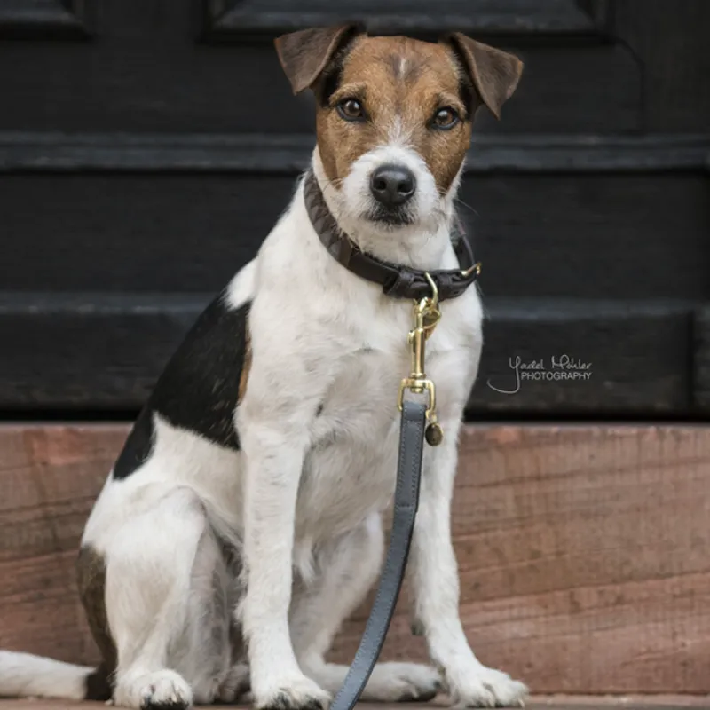 KENTUCKY DOGWEAR Laisse chien Loop - Kentucky< Colliers Et Laisses Pour Chien