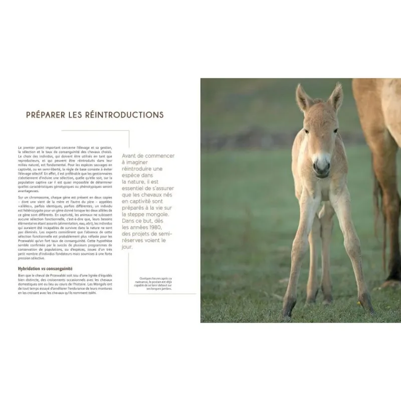 EQUIBOOKS Le cheval de Przewalski - Buchet Chastel< Librairie Equibooks
