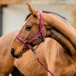 HORSEWARE Licol + longe cheval Amigo -< Licols