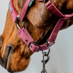HORSEWARE Licol + longe cheval Amigo -< Licols