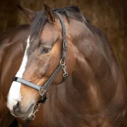 HARRY'S HORSE Licol + Longe cheval Metallic II -< Longes|Licols