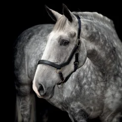 HORSEWARE Licol cheval cuir anatomique Micklem -< Licols