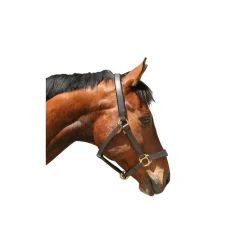 STABLE PRO Licol cheval cuir Eco< Licols