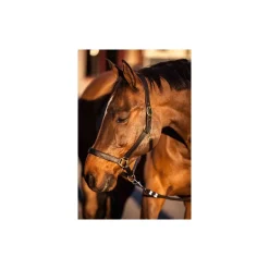 STABLE PRO Licol cheval cuir Eco< Licols