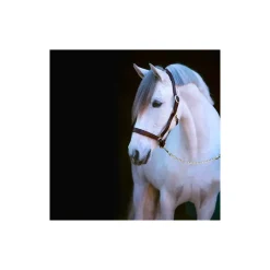 STABLE PRO Licol cheval cuir Eco< Licols