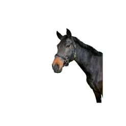STABLE PRO Licol cheval cuir Eco< Licols