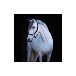 STABLE PRO Licol cheval cuir Eco< Licols