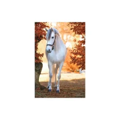 STABLE PRO Licol cheval cuir Eco< Licols