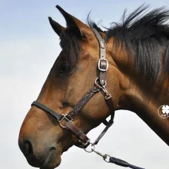 IHWT Licol cheval cuir Elegance Disco -< Licols