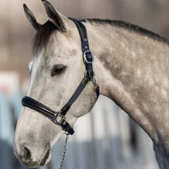 HFI MASTER Licol cheval cuir et nylon - HFI< Licols