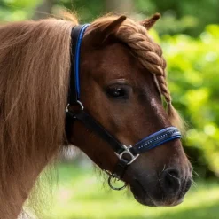WALDHAUSEN Licol cheval cuir et strass Diamond -< Licols