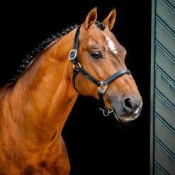 HORSEWARE Licol cheval cuir Signature -< Licols