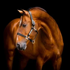 HORSEWARE Licol cheval cuir Signature -< Licols