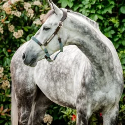 HORSEWARE Licol cheval cuir tresse Signature -< Licols