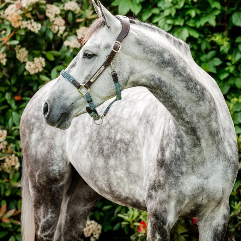 HORSEWARE Licol cheval cuir tresse Signature -< Licols
