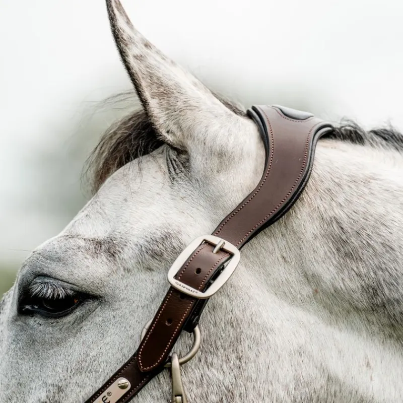 HORSEWARE Licol cheval cuir tresse Signature -< Licols