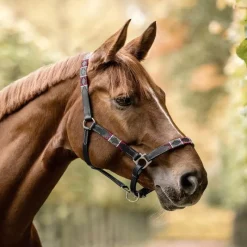 WALDHAUSEN Licol cheval en cuir Polo -< Licols