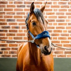 HORSEWARE Licol cheval Grooming Signature -< Licols