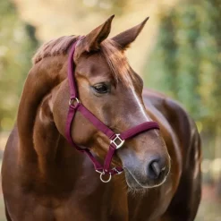 WALDHAUSEN Licol cheval nylon doublé Satin -< Licols