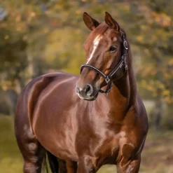 WALDHAUSEN Licol cheval nylon matelassé Crystal -< Licols